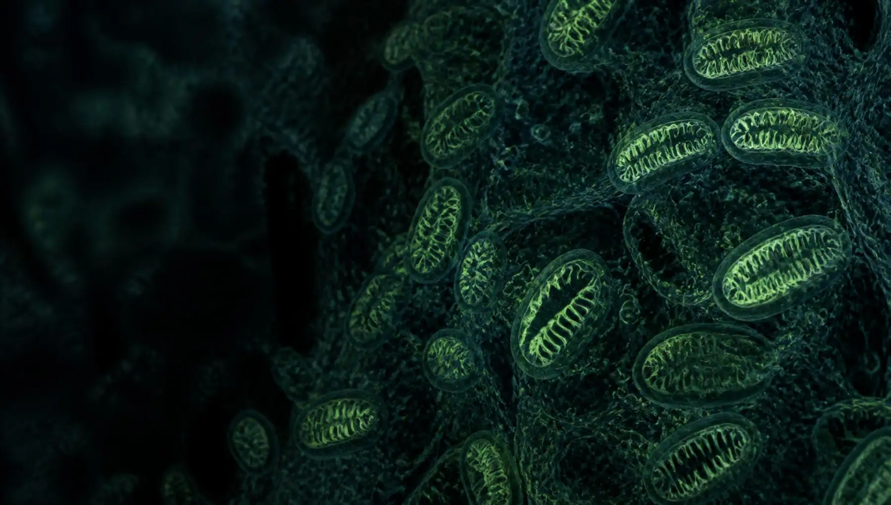 Macro study of mitochondrial cristae structures