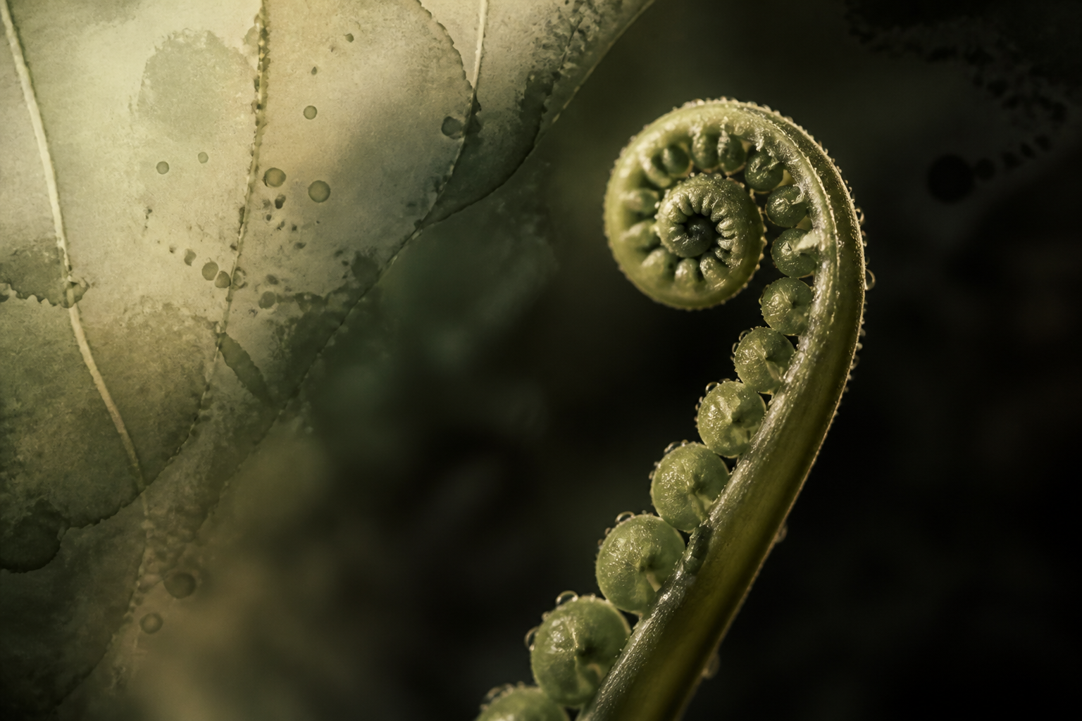 Microscopic view of cellular structures in a laboratory setting.