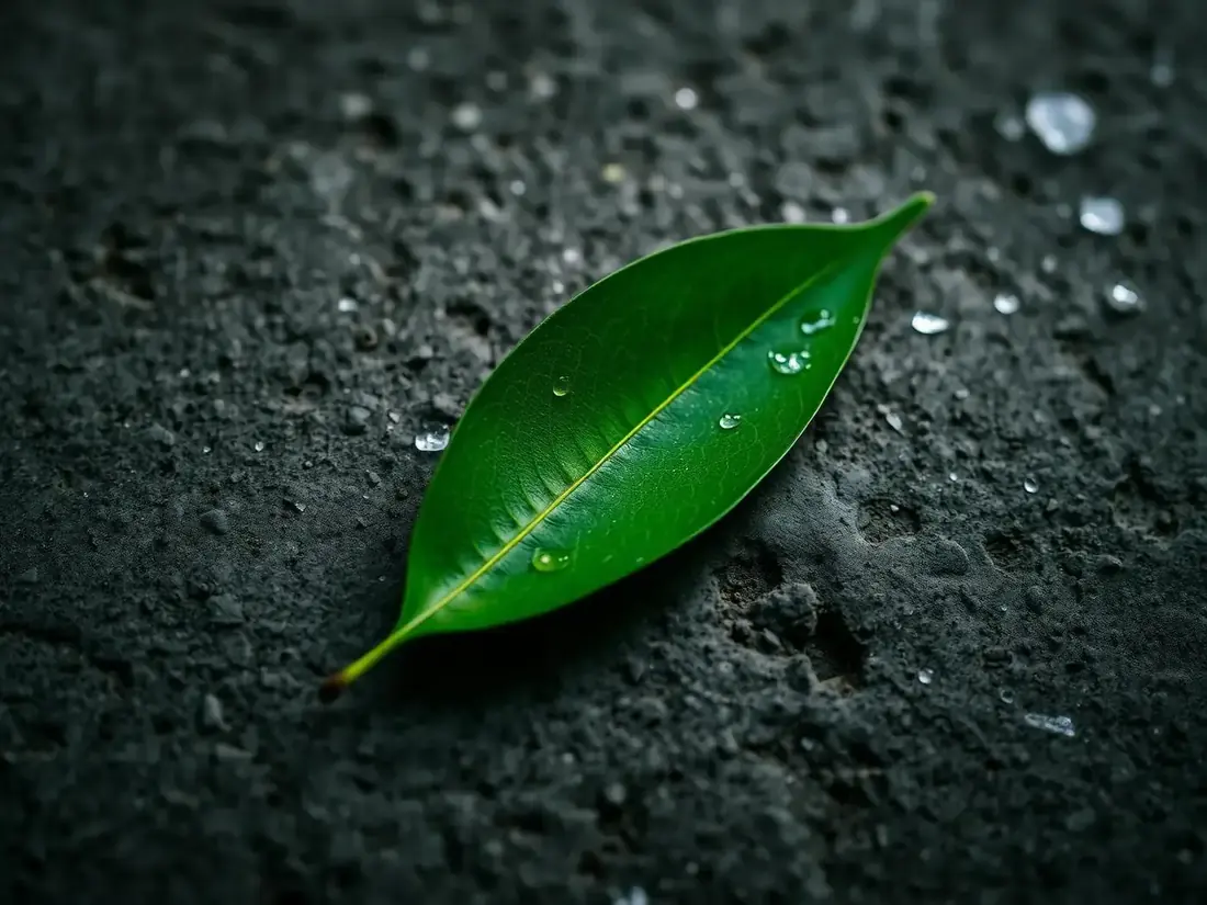 Single green leaf resting on textured grey stone