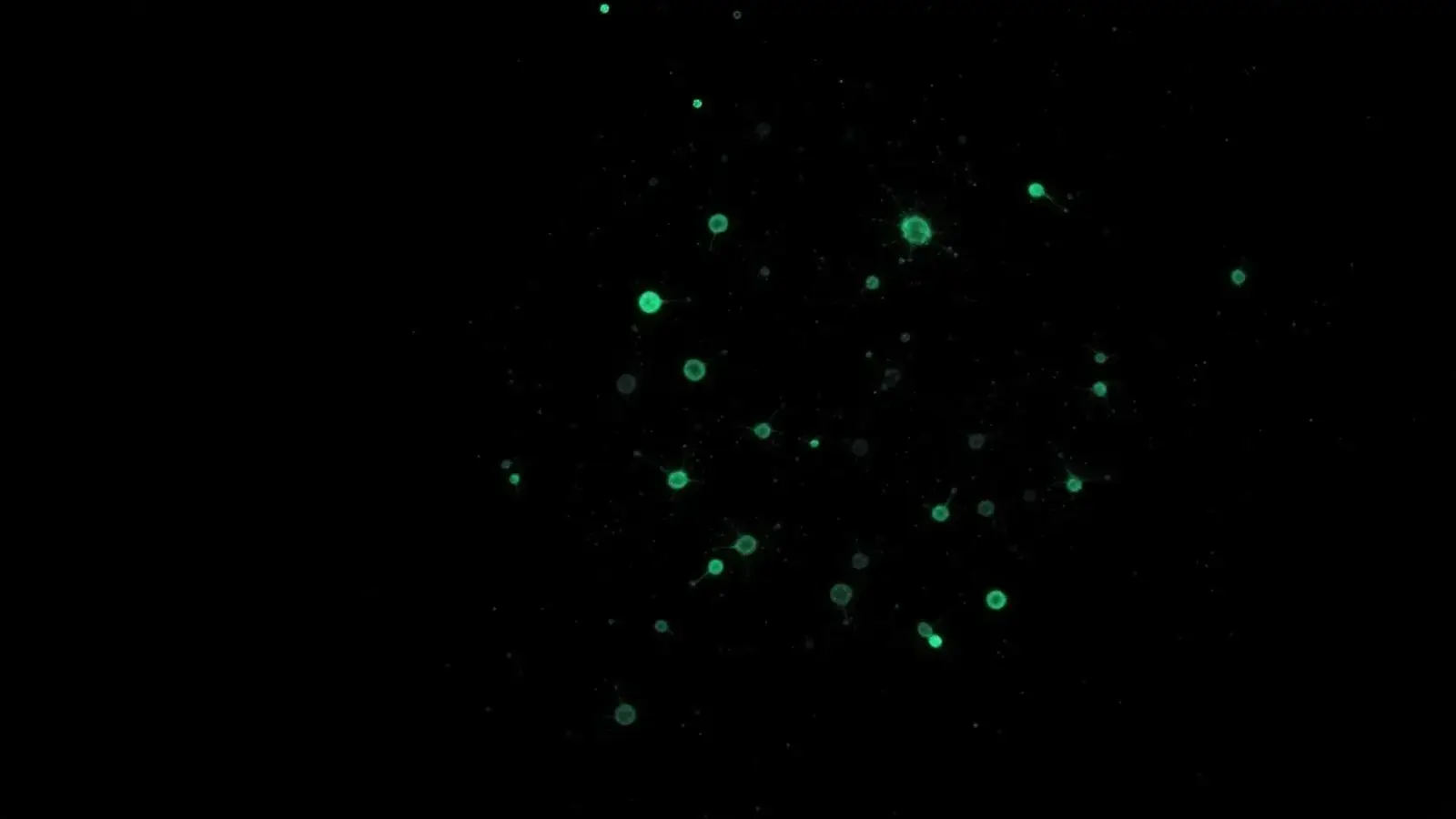 Constellation of luminous cells across a dark microscopy field